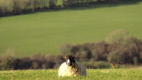 South Downs Way, Brighton, UK